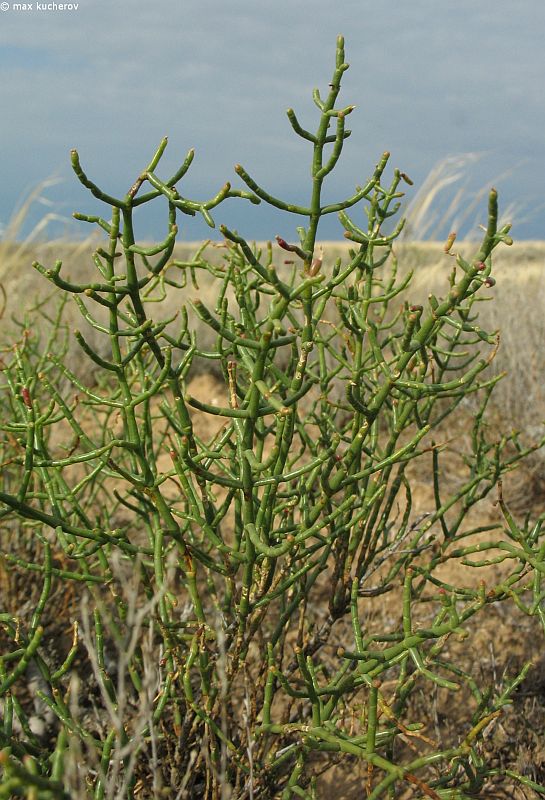 Image of Anabasis aphylla specimen.