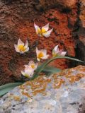 Tulipa biflora