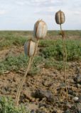 Tulipa buhseana