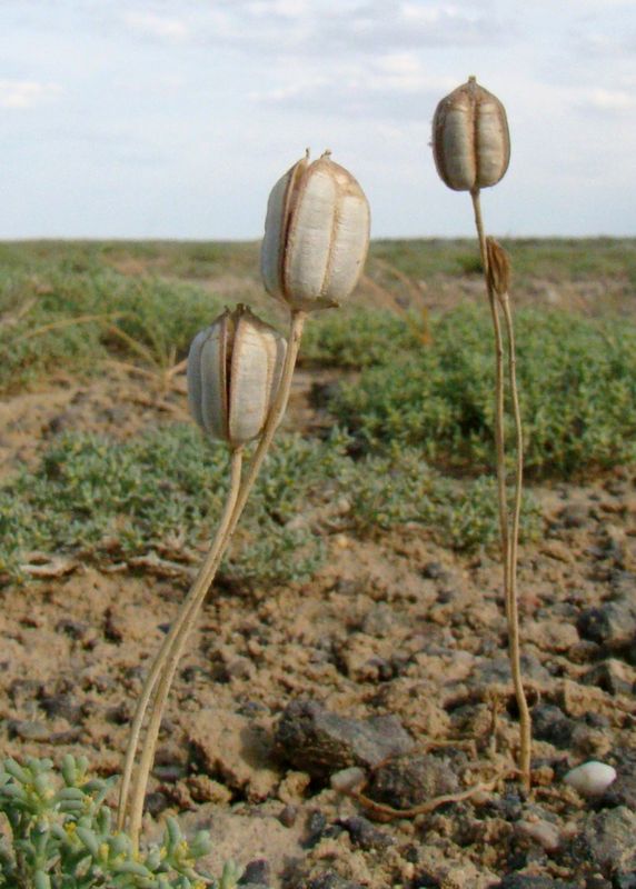 Image of Tulipa buhseana specimen.