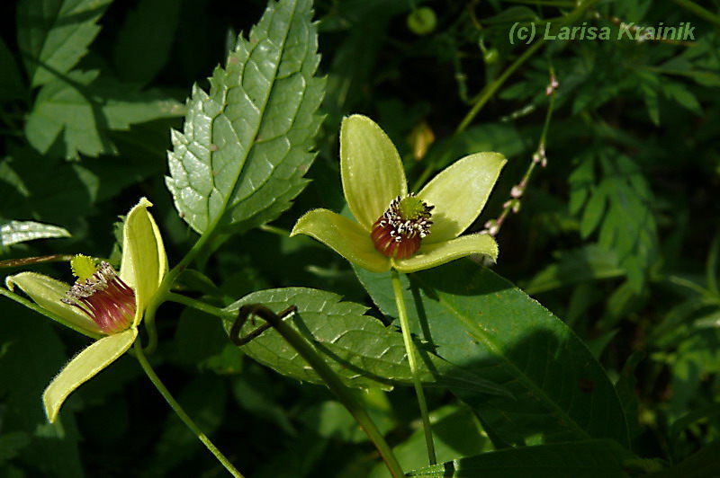 Image of Clematis serratifolia specimen.