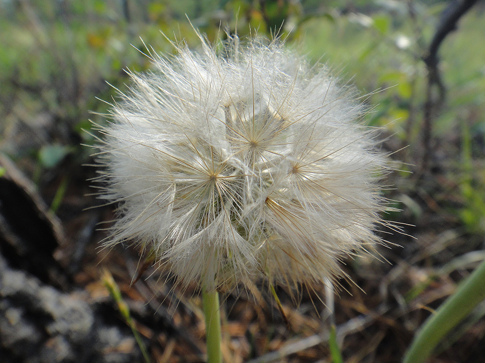 Image of Scorzonera austriaca specimen.