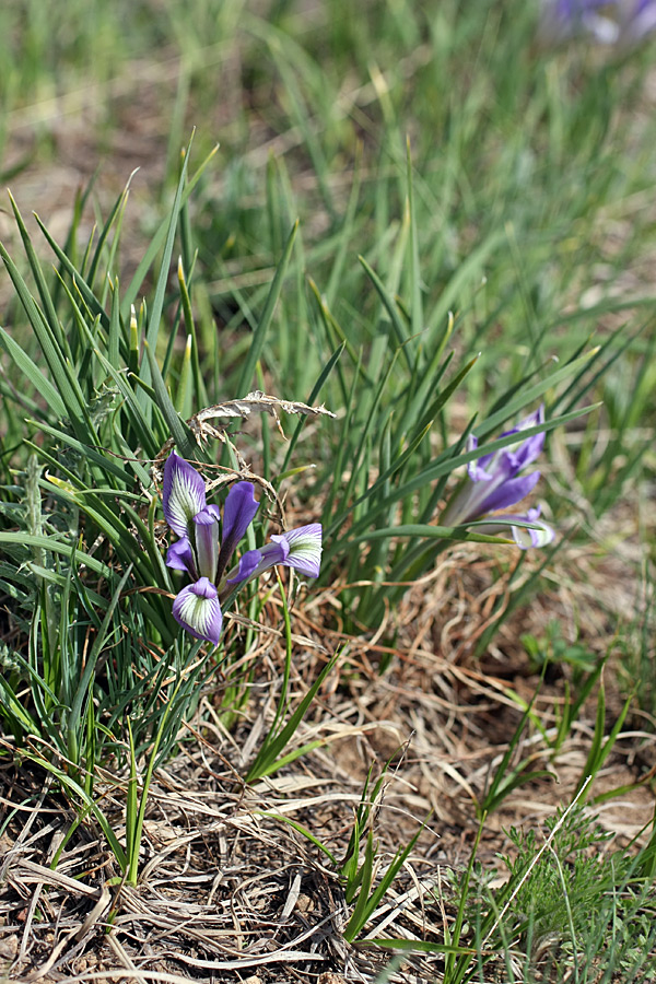 Изображение особи Iris loczyi.