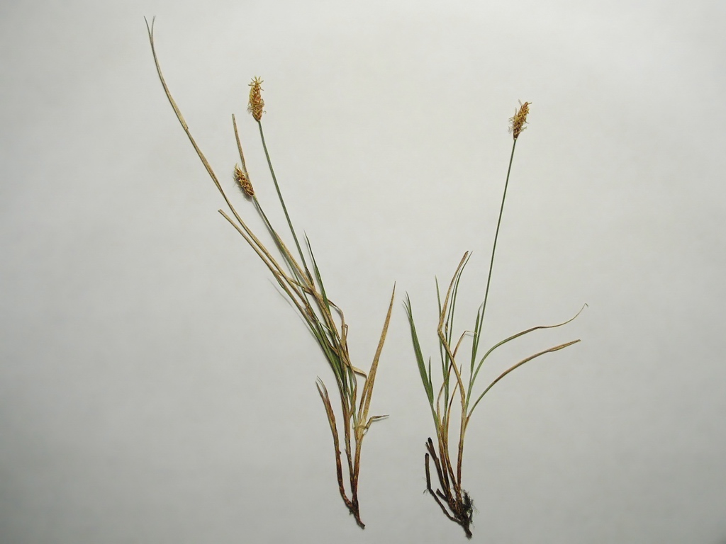 Image of Carex obtusata specimen.