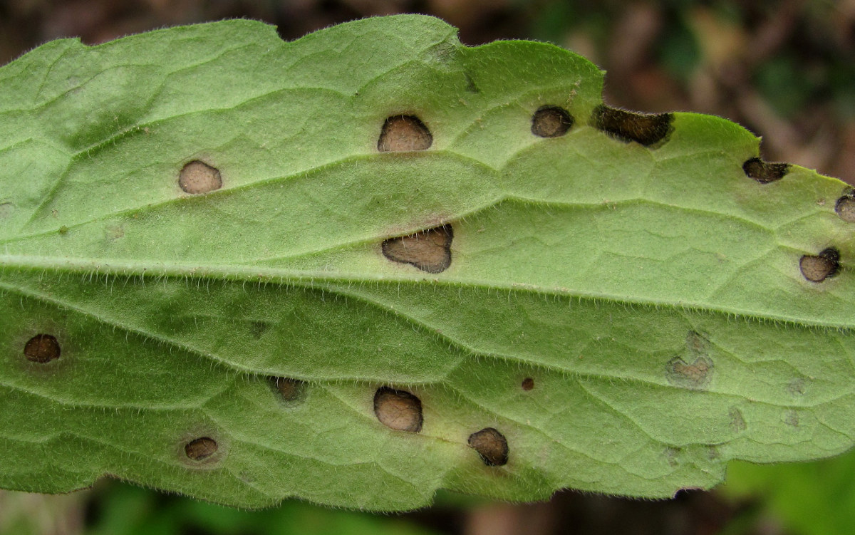 Image of genus Conyza specimen.