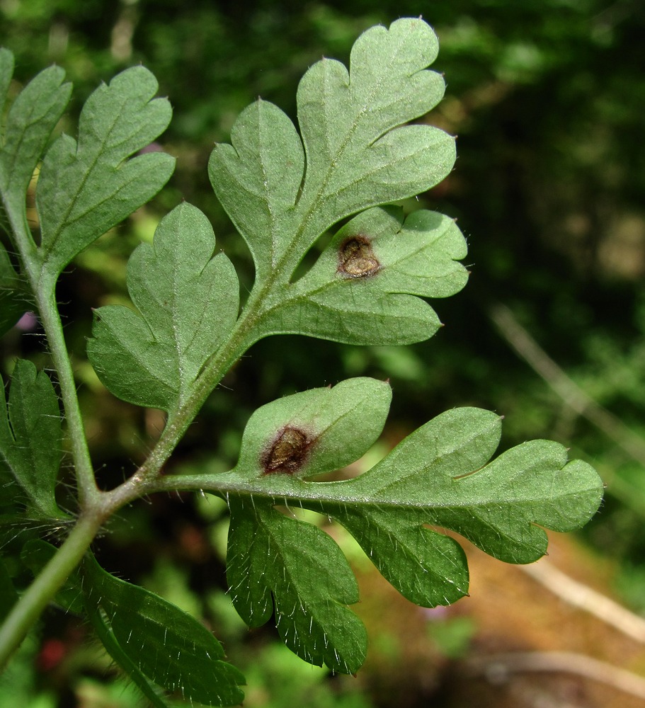 Image of Geranium robertianum specimen.