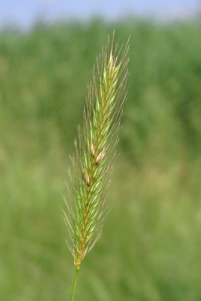 Image of Hordeum secalinum specimen.