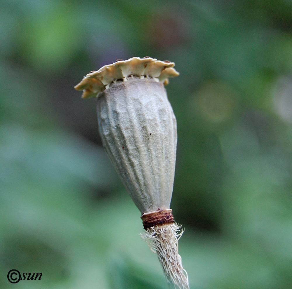 Image of Papaver orientale specimen.