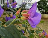 Tibouchina urvilleana. Цветок. Бельгия, Брюссель, Бегинаж. Октябрь 2015 г.