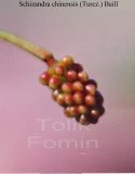 Schisandra chinensis
