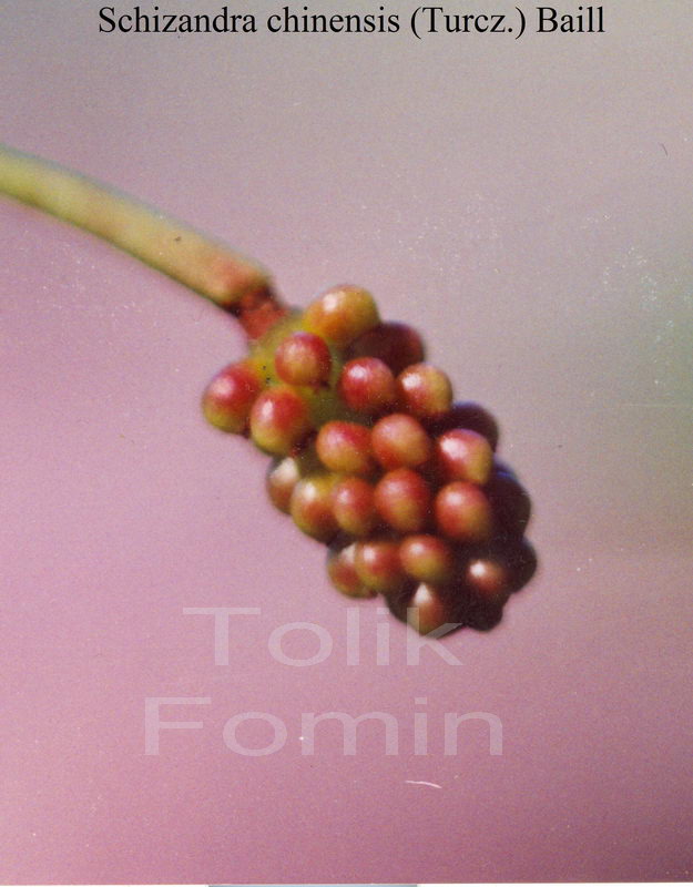 Image of Schisandra chinensis specimen.