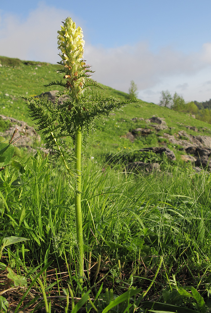 Изображение особи Pedicularis condensata.