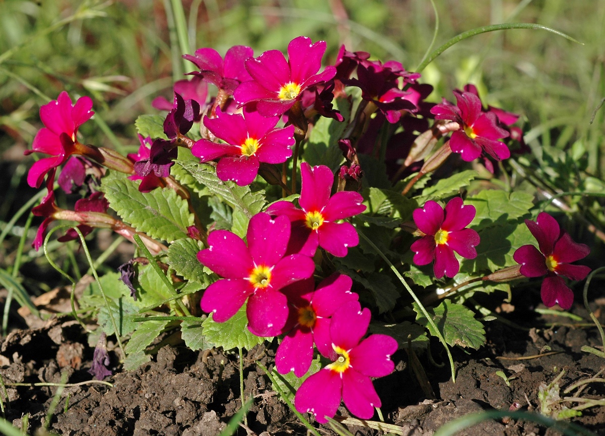 Изображение особи Primula &times; pruhoniciana.