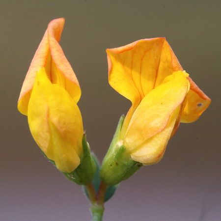 Изображение особи Lotus corniculatus.