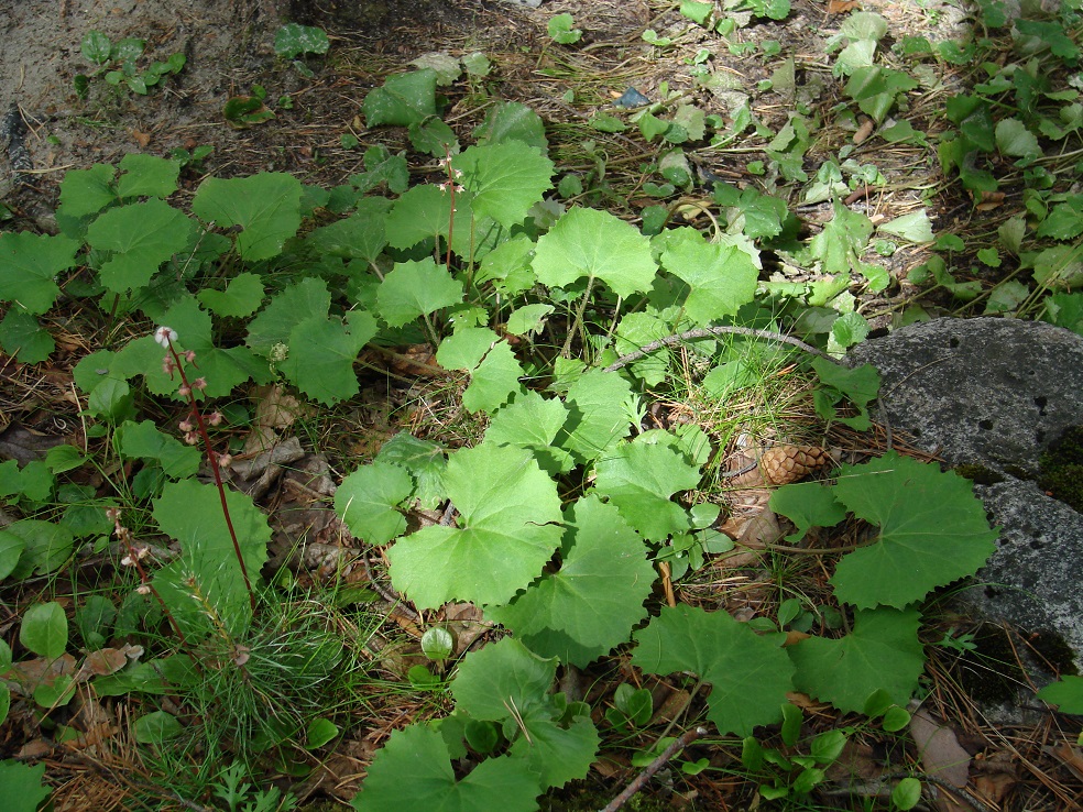 Изображение особи Petasites rubellus.