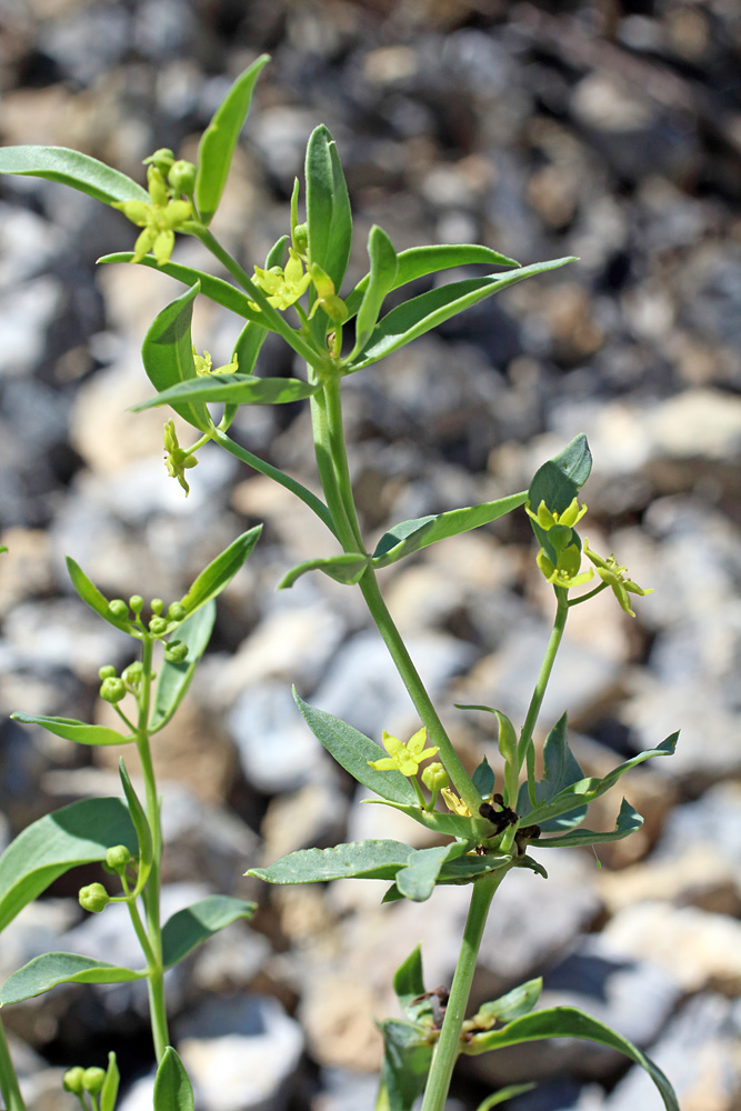 Image of Rubia laevissima specimen.