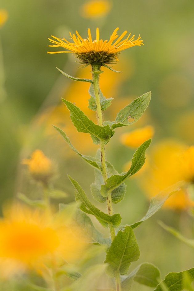 Image of Inula grandiflora specimen.