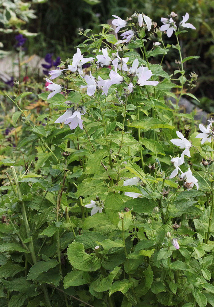 Изображение особи Gadellia lactiflora.