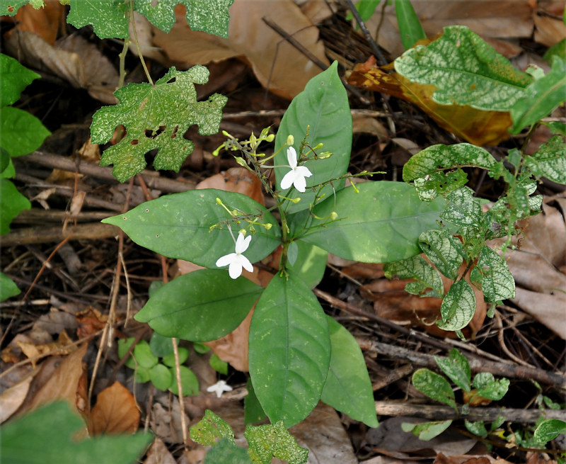 Image of Pseuderanthemum album specimen.