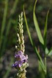 Oxytropis puberula