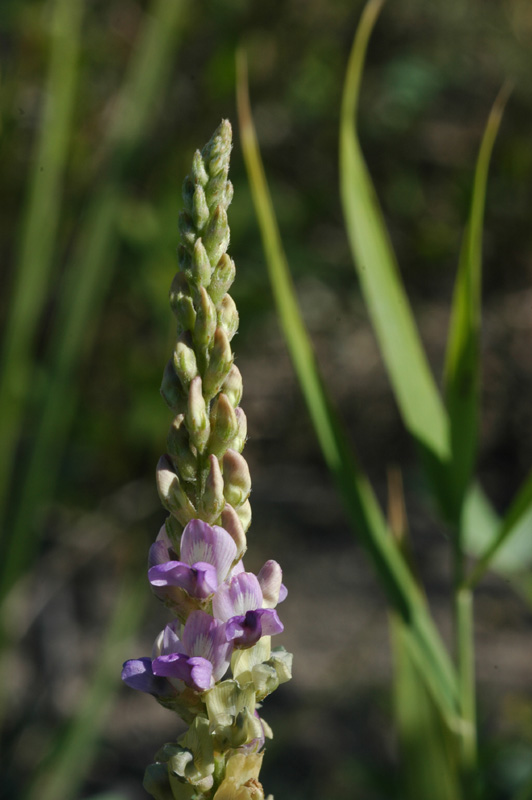Image of Oxytropis puberula specimen.