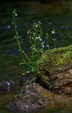 Veronica serpyllifolia. Цветущее растение. Бурятия, Байкальский заповедник, нижняя часть северного склона хр. Хамар-Дабан, русло р. Ушаковка. 15.07.2014.