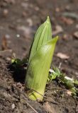 Veratrum lobelianum. Разворачивающийся молодой побег. Мурманск, МГГУ, в культуре. 19.05.2015.