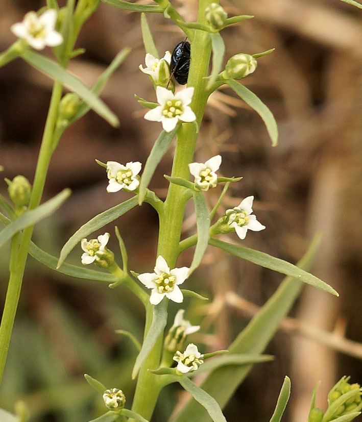 Изображение особи Thesium alatavicum.