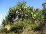 Pandanus tectorius. Плодоносящее растение. Австралия, г. Брисбен, пригород Шорнклифф, крутой берег залива Мортон. 05.09.2015.