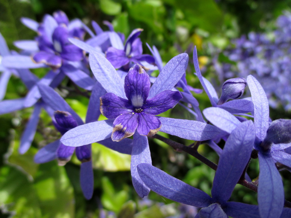 Image of Petrea volubilis specimen.