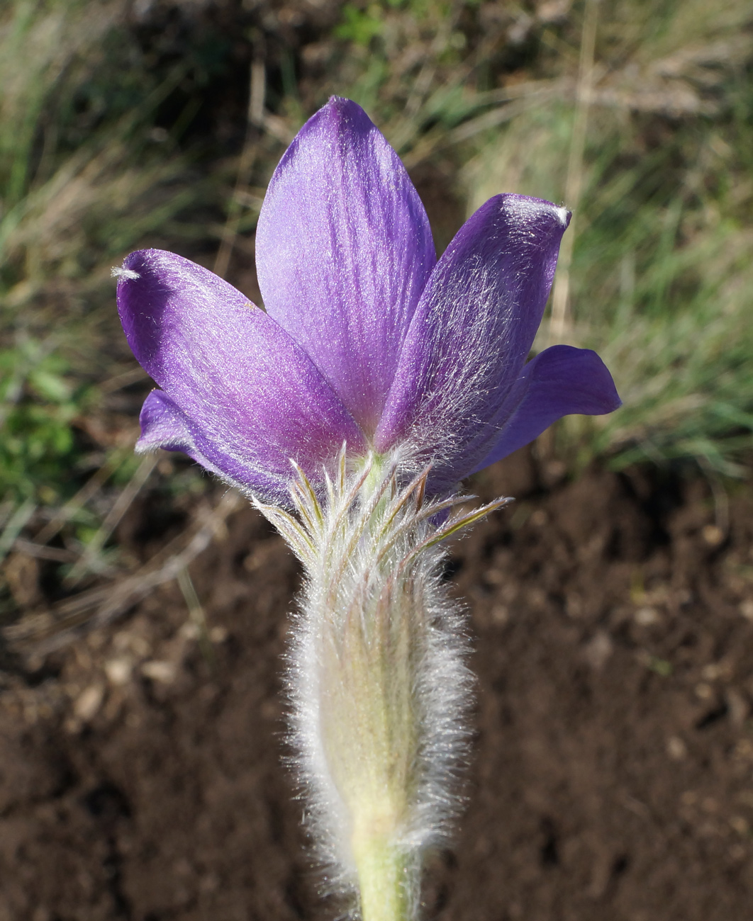 Image of Pulsatilla multifida specimen.