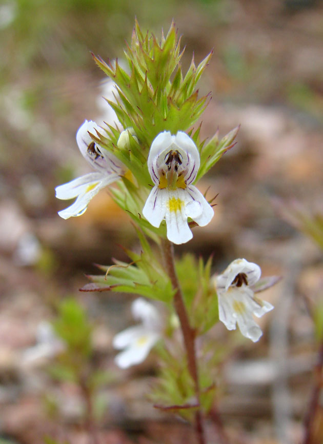 Image of genus Euphrasia specimen.