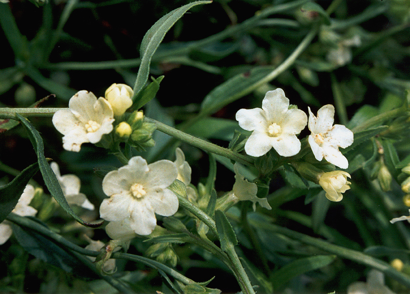 Image of Anchusa popovii specimen.