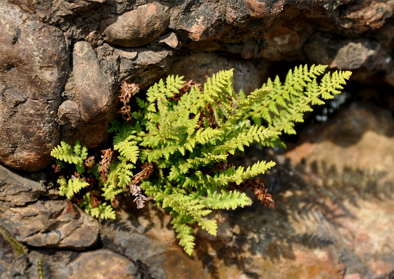 Image of Woodsia ilvensis specimen.