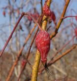 Rosa acicularis