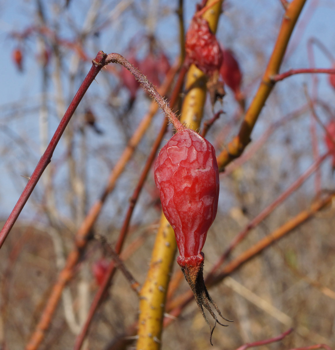 Изображение особи Rosa acicularis.