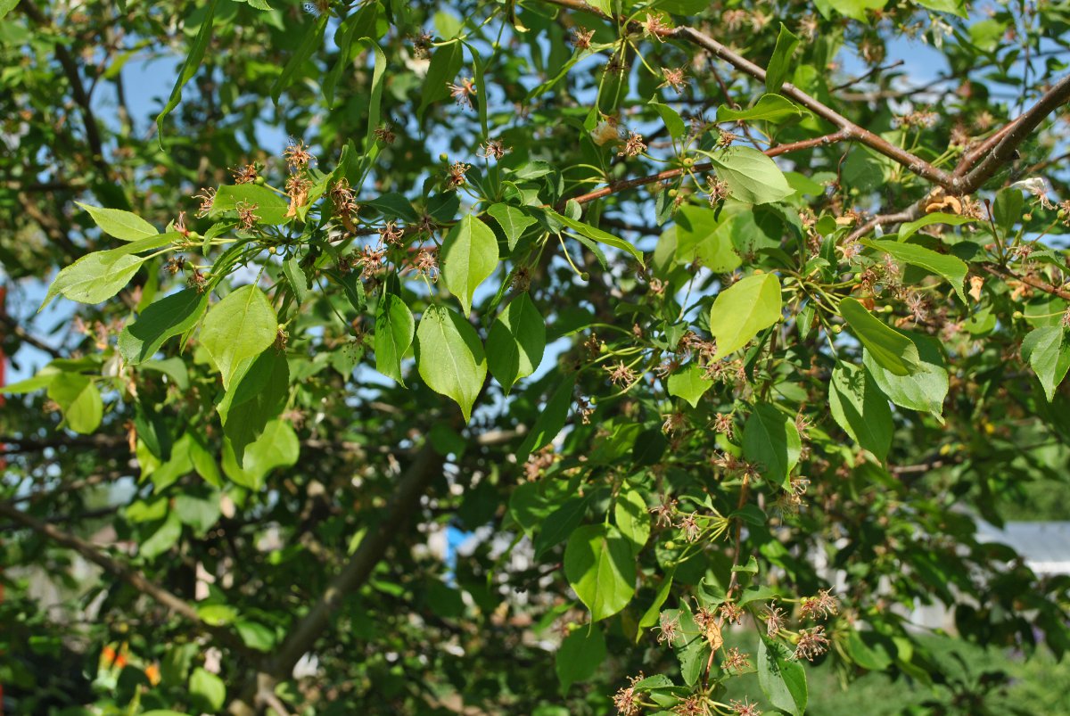 Image of Malus baccata specimen.