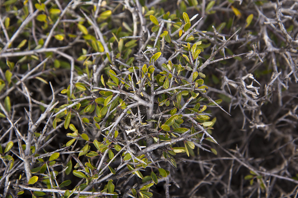 Image of Rhamnus lycioides ssp. oleoides specimen.