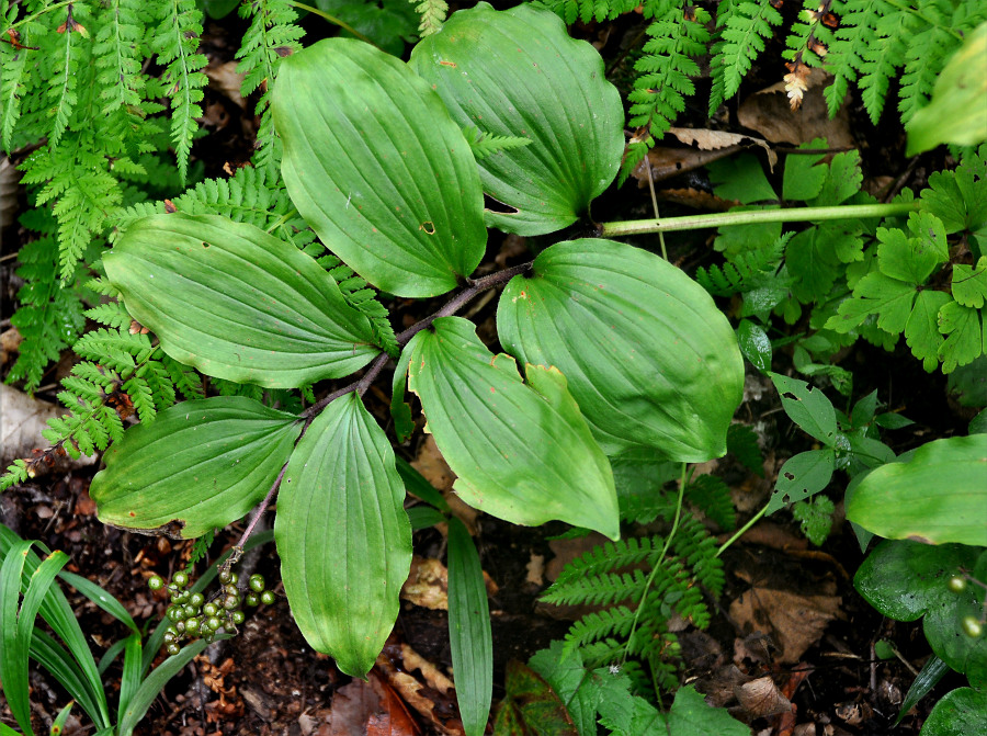 Image of Smilacina hirta specimen.