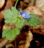 Veronica hederifolia