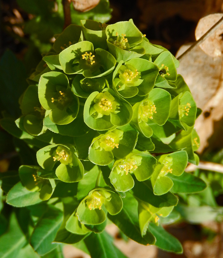 Image of Euphorbia condylocarpa specimen.