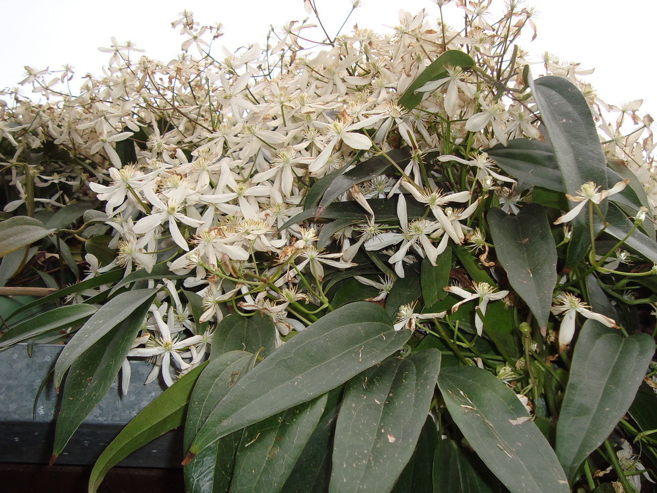 Image of Clematis armandii specimen.