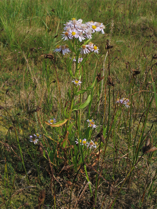 Image of Tripolium pannonicum ssp. tripolium specimen.