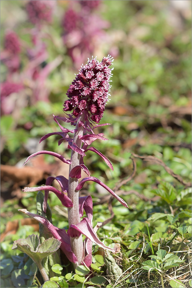 Изображение особи Petasites hybridus.