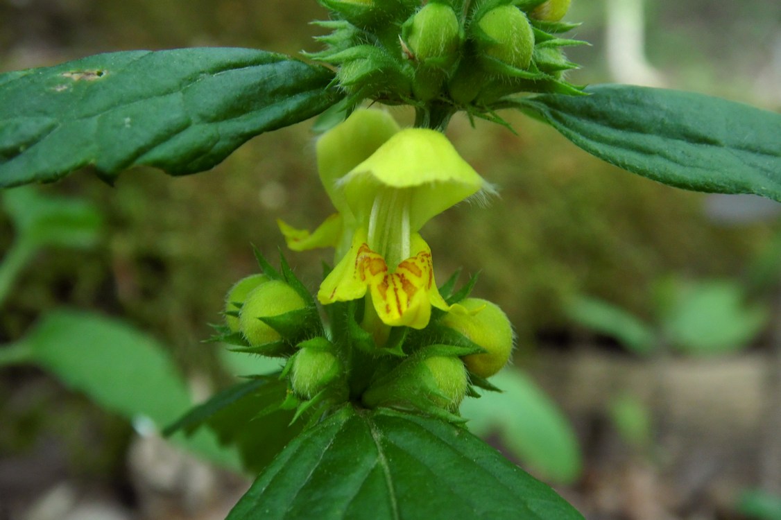 Изображение особи Galeobdolon caucasicum.