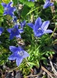 Campanula lasiocarpa