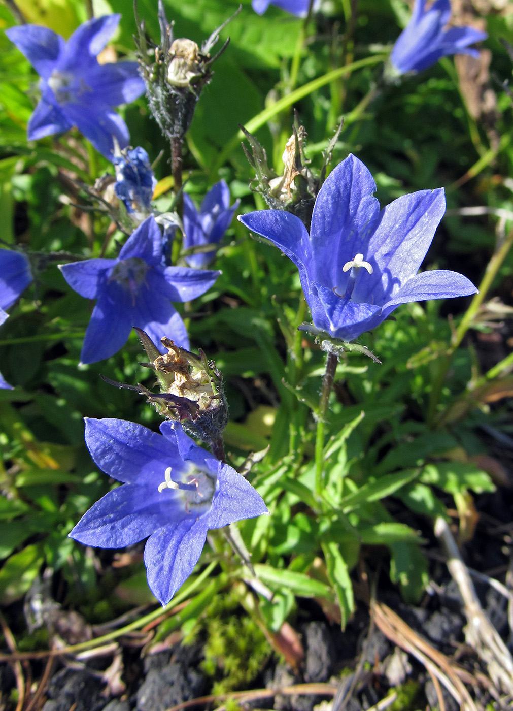 Image of Campanula lasiocarpa specimen.