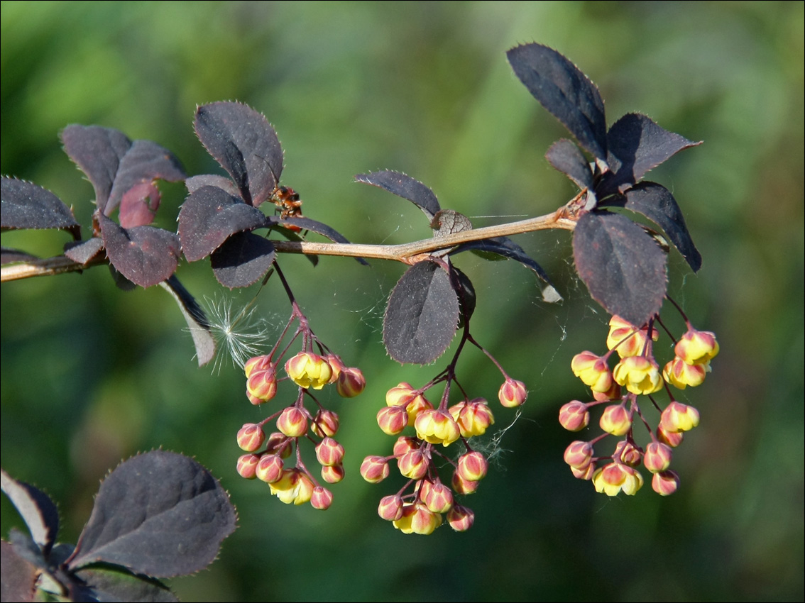 Изображение особи Berberis &times; ottawensis.