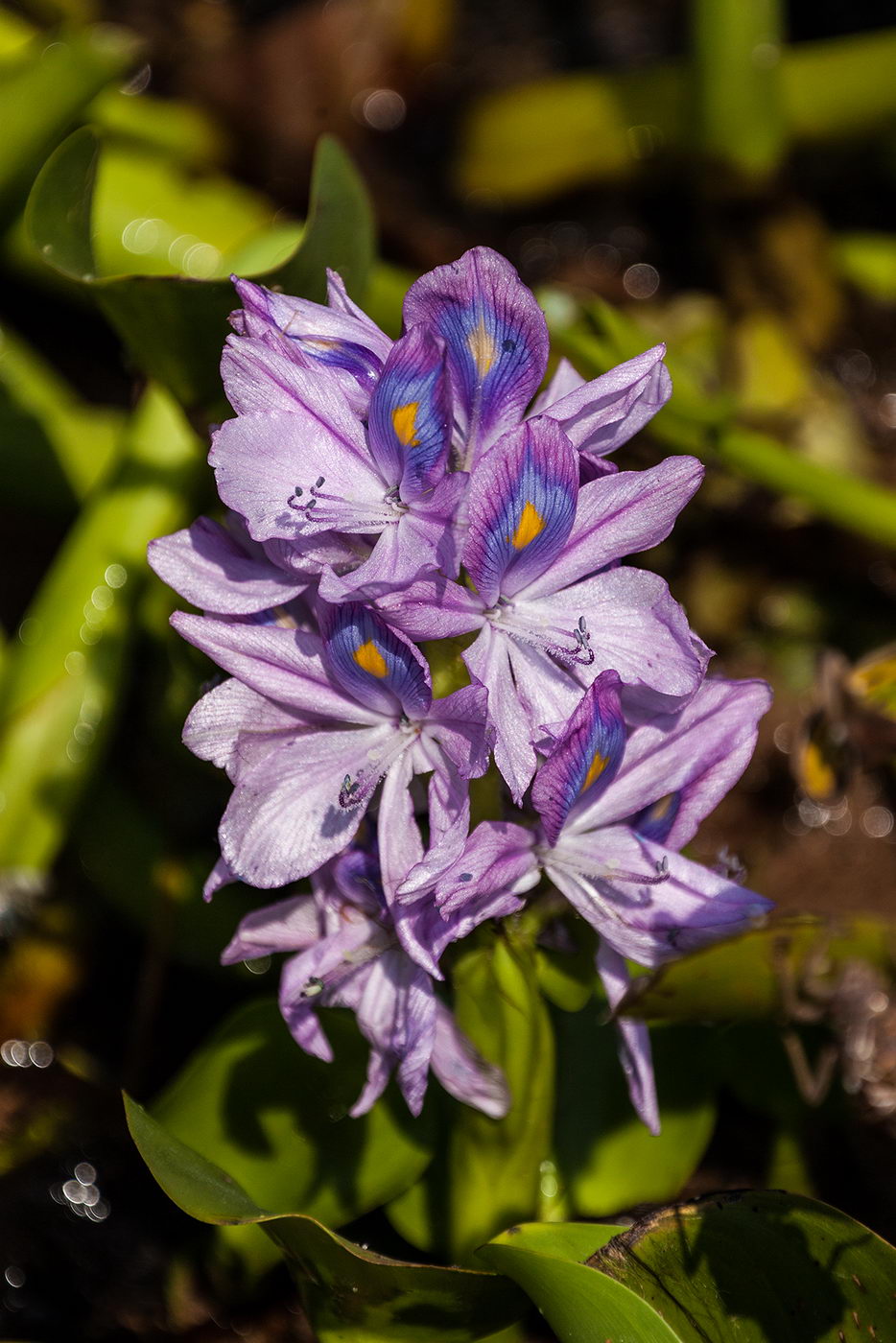 Изображение особи Eichhornia crassipes.