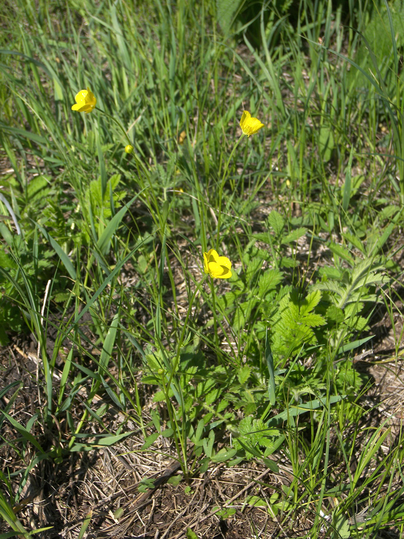 Изображение особи Ranunculus pedatus.